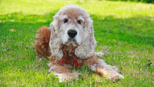 An older dog rests in the grass