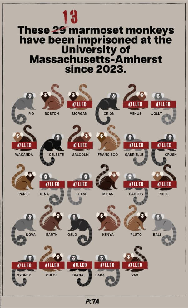 Info-graphic showing marmoset monkeys killed by Umass