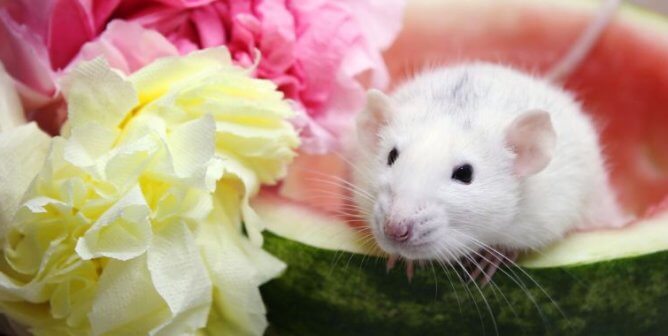 A white rat sitting in a hollowed watermelon