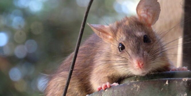 A brown rat looking at the viewer