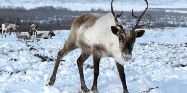 Reindeer walking in snow