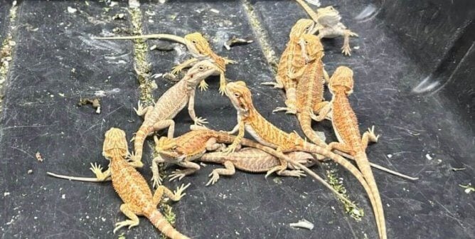 Bearded dragons in a barren filthy tub