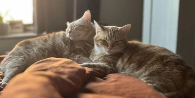 Two orange cats lounging in the sun