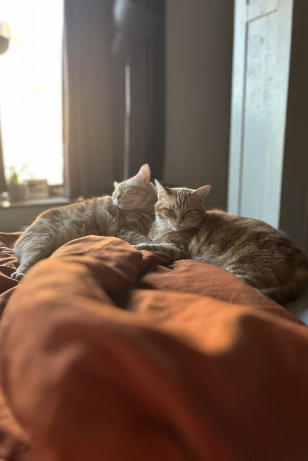 Two cats cuddling on a bed