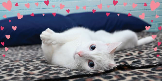 A white cat with pink hearts surrounding them