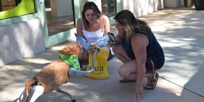 Charli, a robot cow, high-fives two passerby shoppers