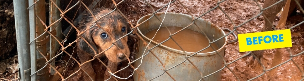 a dog named rina in a filthy pen