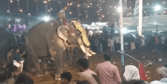 elephant attack in kerala india