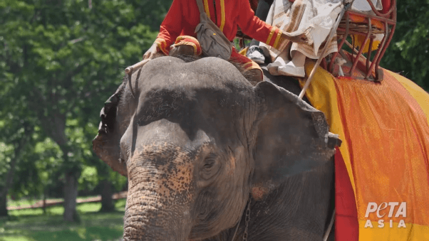 elephant forced to give tourists rides at tourist attraction in thailand