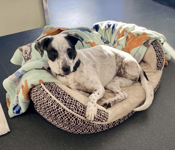 Minnie lounging in her dog bed with a blanket