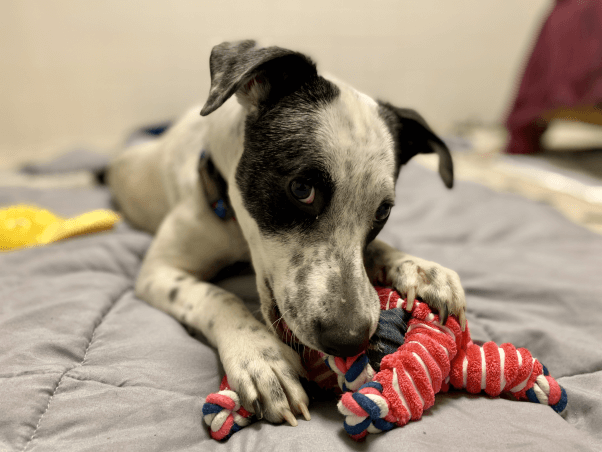 Minnie chewing on a toy