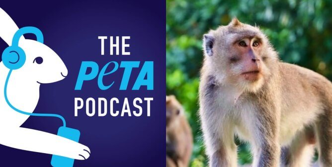 PETA podcasr logo and photo of macaque in nature