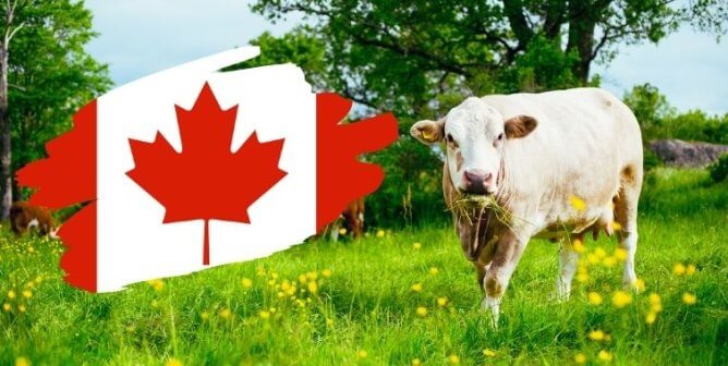 The Canadian flag next to a white cow