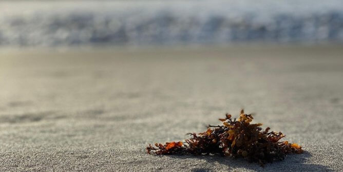 sea moss on beach with waves in background