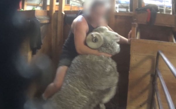 A man violently picking up a ram