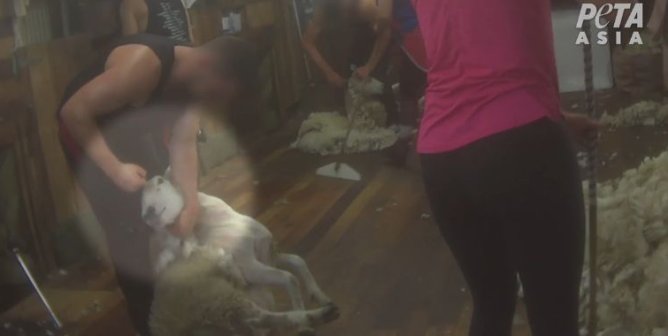 A man punching a sheep during the shearing process