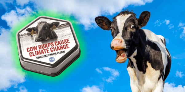 A photo of PETA's "burp machine" and a black and white cow looking surprised