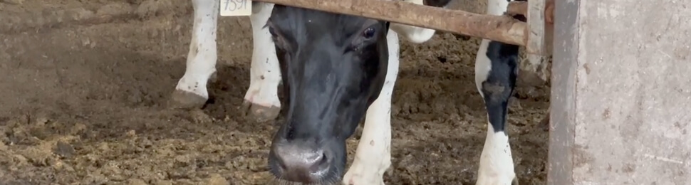 cow on dairy farm