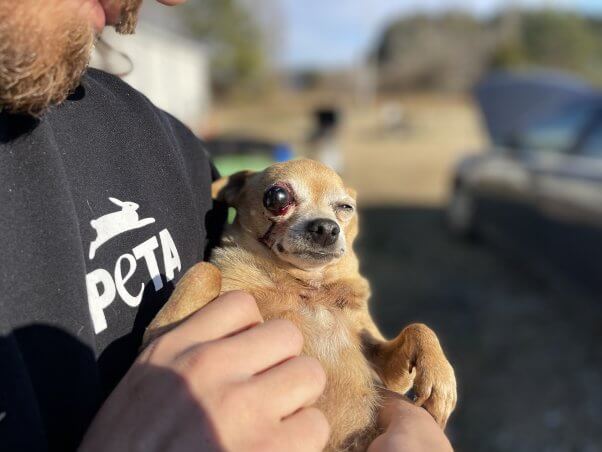 Fifi is being held by a PETA fieldworker.