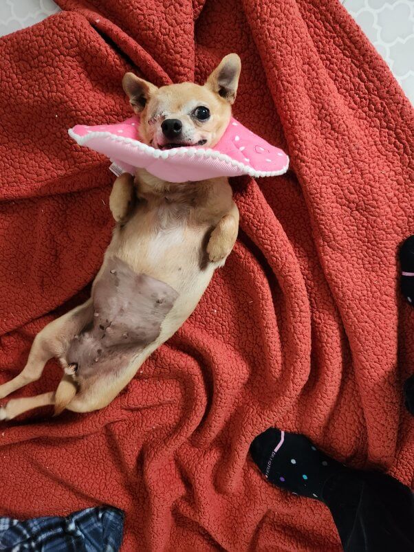 Fifi in a pink dog cone as she lounges on a blanket