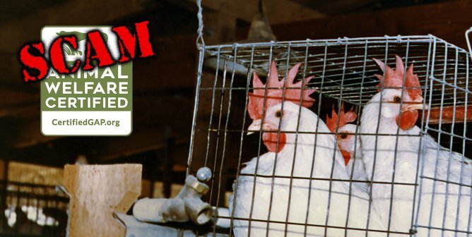 Three hens in a battery cage with the GAP certified logo placed to the left, the word SCAM stamped on top