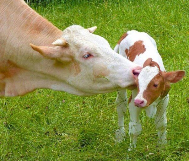 Mother cow with her baby