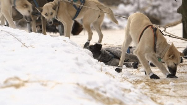 Tan dogs with wrapped paws tied in a line