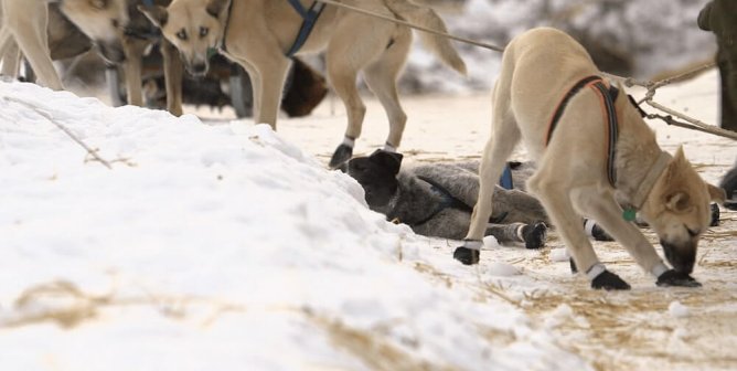 Tan dogs with wrapped paws tied in a line