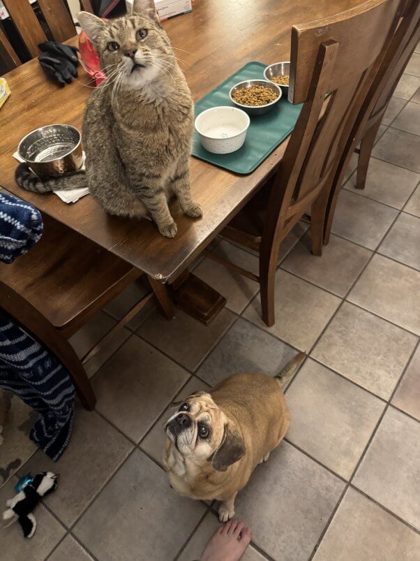 Kevin in his foster home. He is sitting on a table while a dog looks up at him from the floor