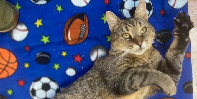 Kevin G lounging on a blanket printed with sports paraphernalia