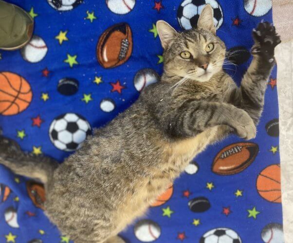 Kevin G lounging on a blanket printed with sports paraphernalia