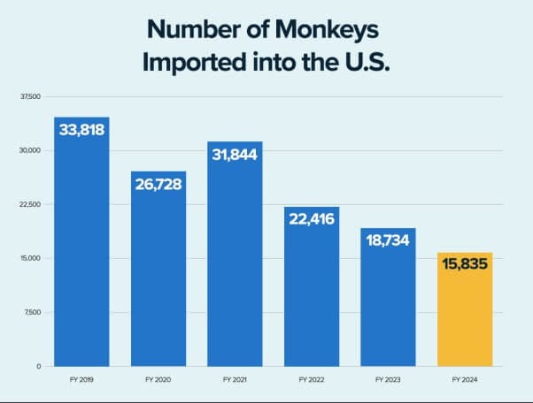 Bar graph showing the decline of the number of monkeys imported into the U.S.