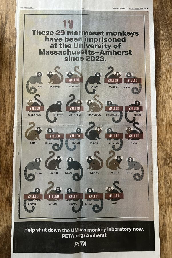 Photo of marmoset infographic printed in a newspaper