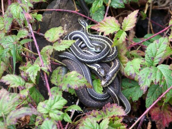 garter snakes on a tree branch