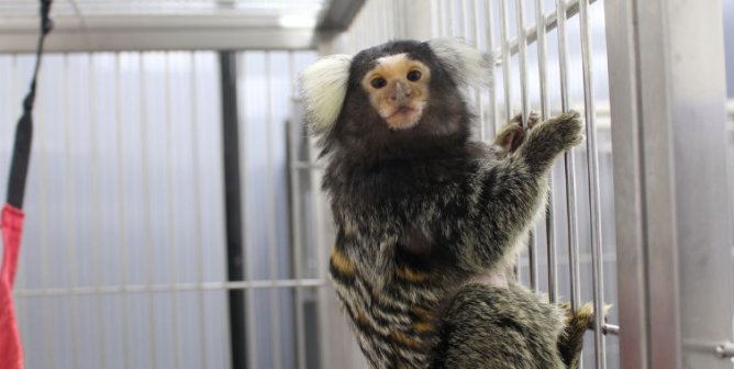 A marmoset clinging to cage bars