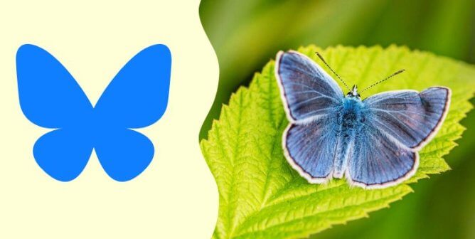 The Bluesky logo superimposed next to a blue butterfly