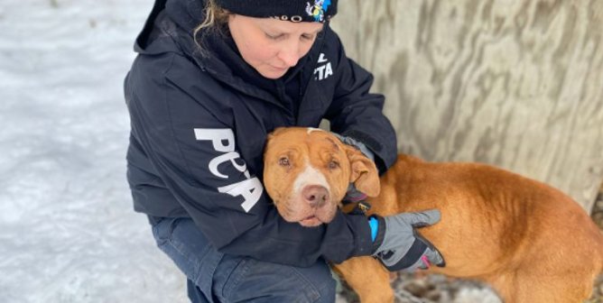 A PETA fieldworker holds Lady, a tan dog