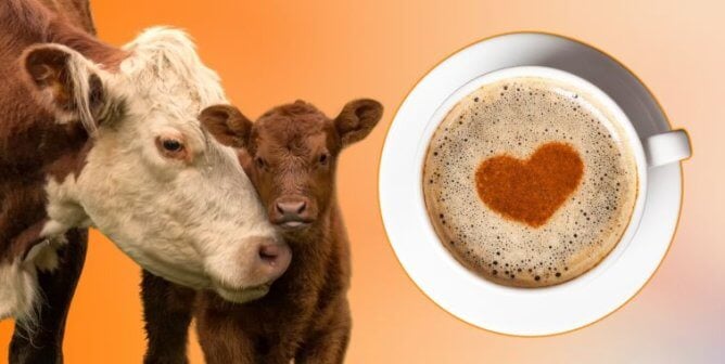 Two cows and a cup