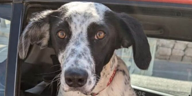 A black and white dog looks at the viewer