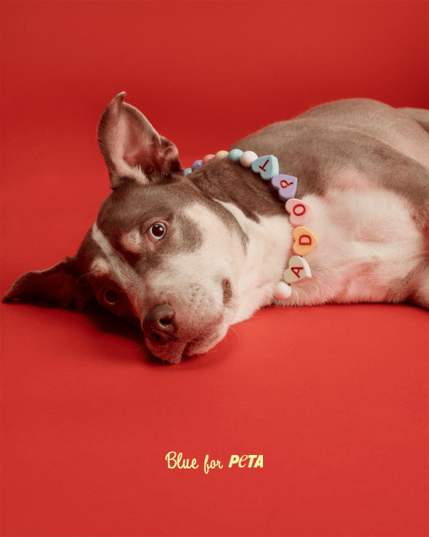 adopted dog named blue with a candy necklace that says "adopt" 