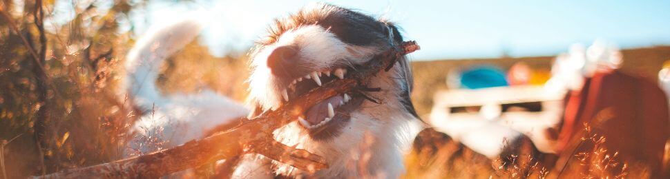 A black and white dog gnawing on a stick