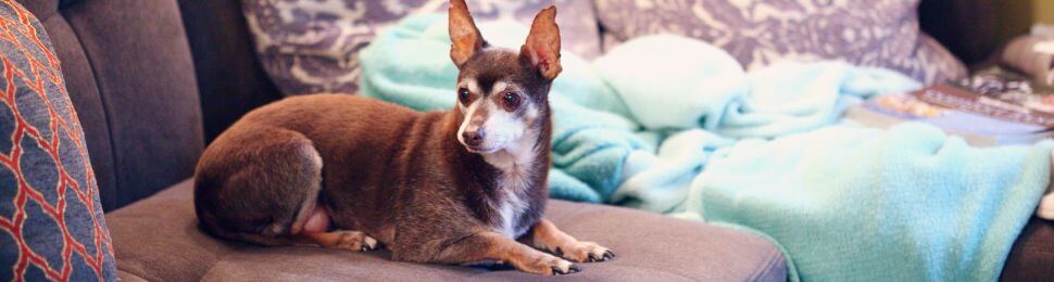 An older brown dog on a couch