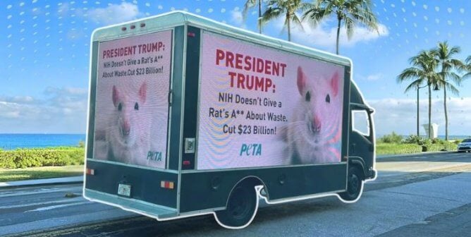 Mobile billboard at mar-a-lago