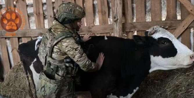 An ARK volunteer helping an injured cow