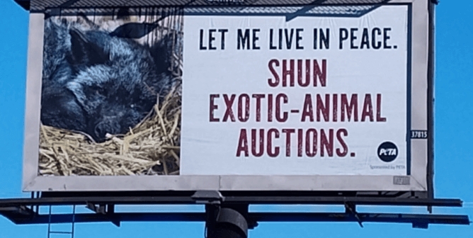 mt hope exotic animal auction billboard