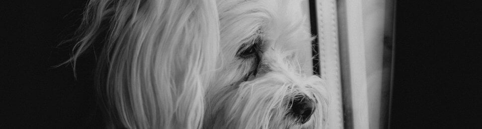 A long-haired white dog looking out a window