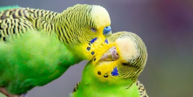 Two parakeets grooming each other