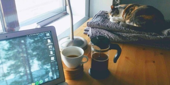 A sleeping cat next to a laptop and a french press coffee maker