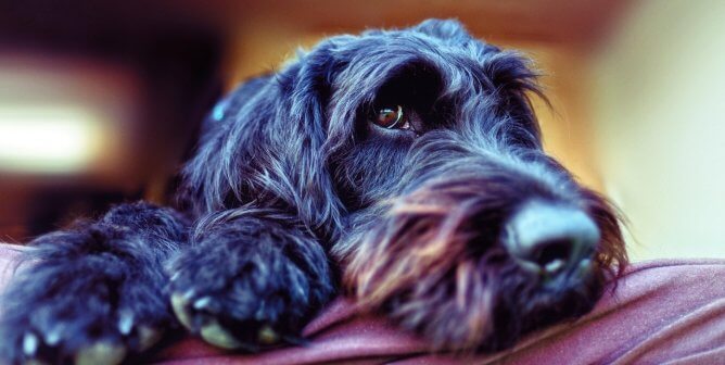 Black dog looking at camera