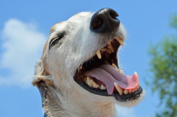 A close up shot of a dog's open mouth